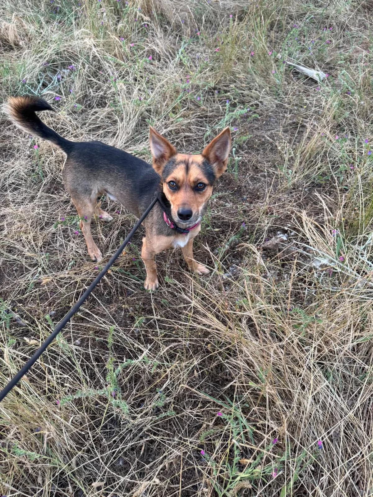 Max, male Mixed Breed for adoption at DASH Deutschland Tierschutz e.V., Germany