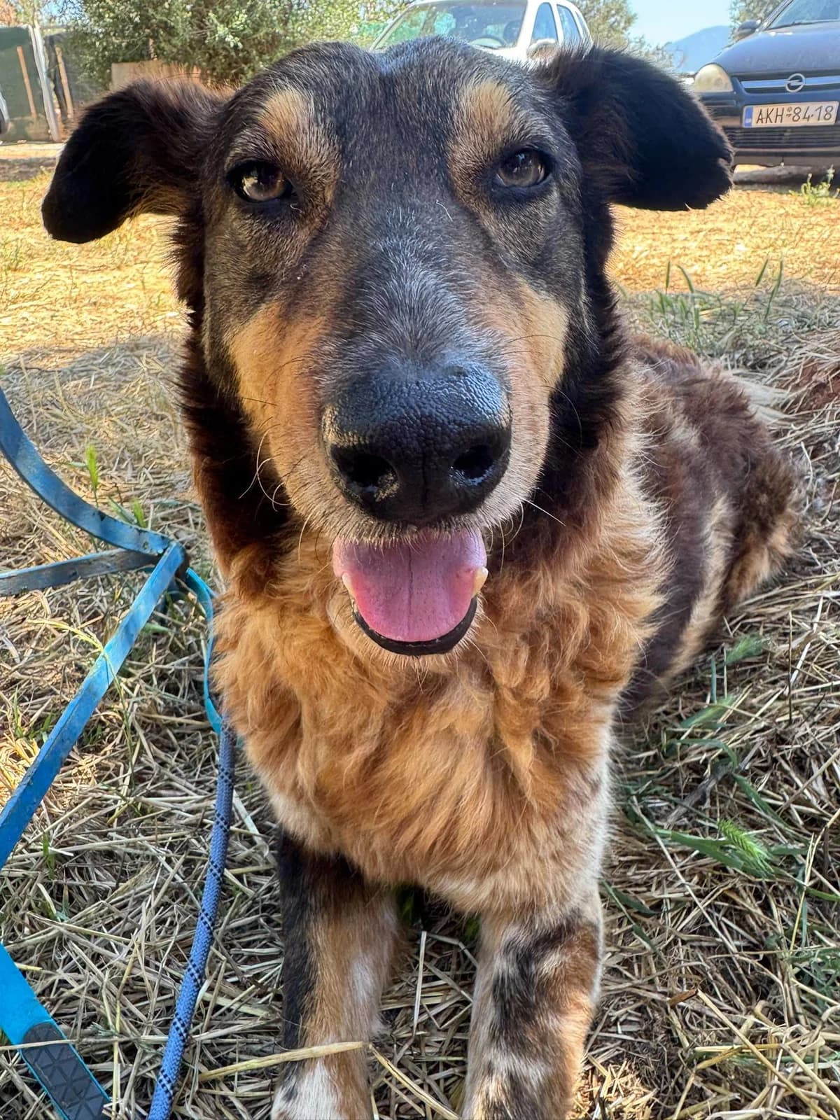 Ferrero, male senior Mixed Breed for adoption at DASH Deutschland Tierschutz e.V., Germany