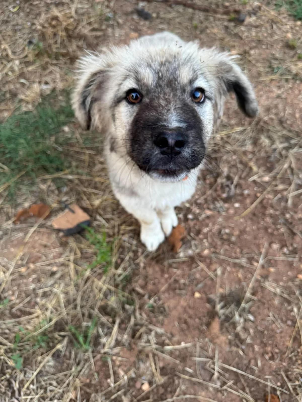 Small, male puppy Mixed Breed for adoption at DASH Deutschland Tierschutz e.V., Germany