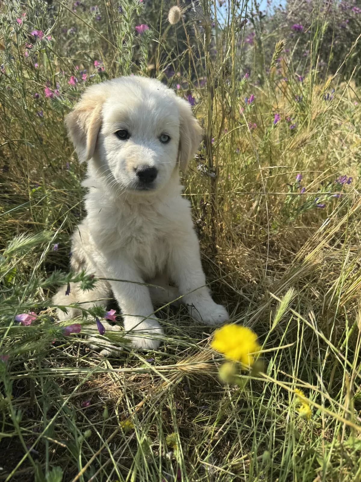Snowflake, female puppy Mixed Breed for adoption at DASH Deutschland Tierschutz e.V., Germany