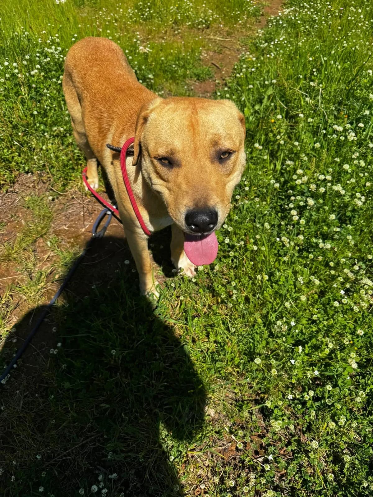 Wonderful, male Mixed Breed for adoption at DASH Deutschland Tierschutz e.V., Germany