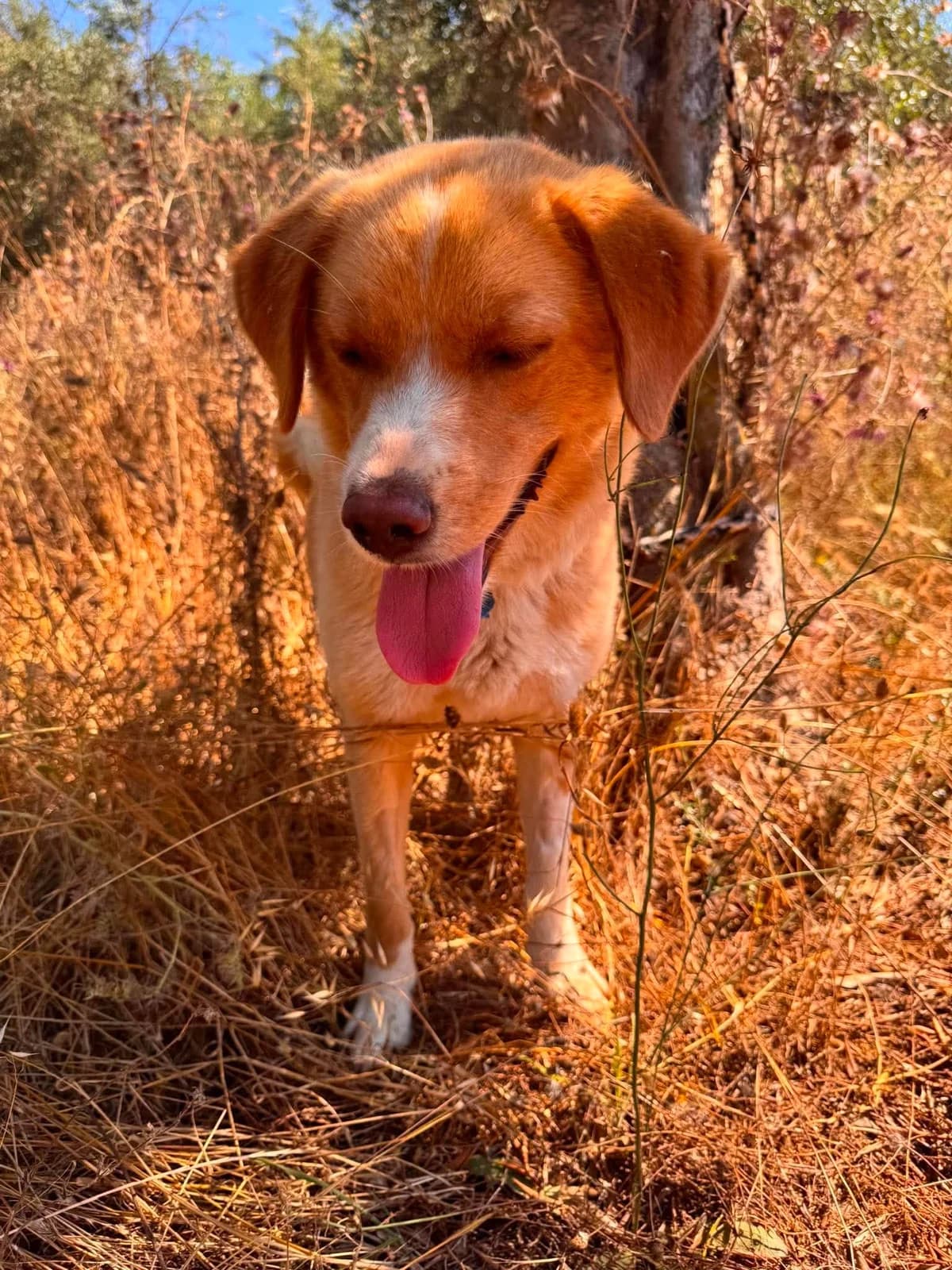 Goldie, female Mixed Breed for adoption at DASH Deutschland Tierschutz e.V., Germany