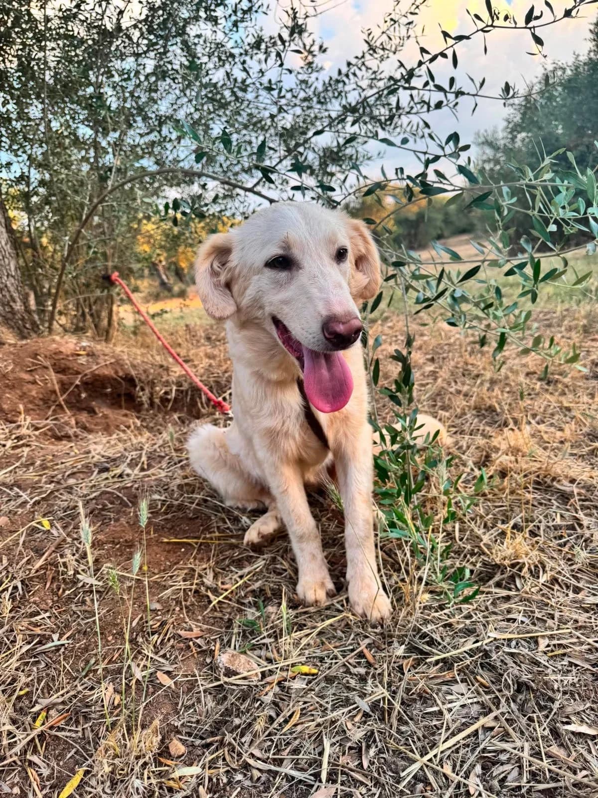 Pavlova, female Mixed Breed for adoption at DASH Deutschland Tierschutz e.V., Germany