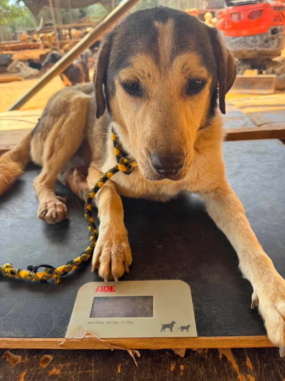 Dim, male Mixed Breed for adoption at DASH Deutschland Tierschutz e.V., Germany