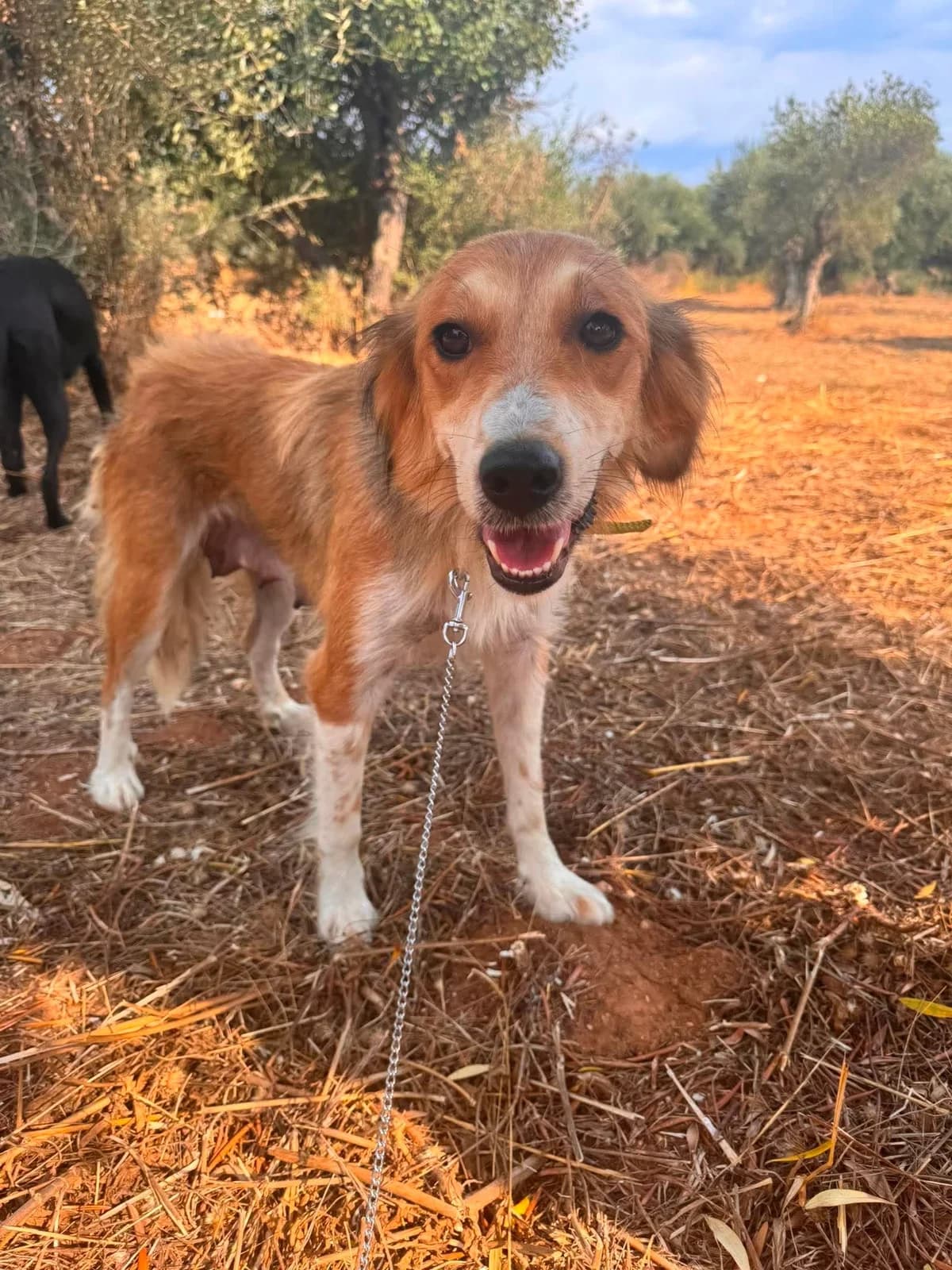 Sunflower (reserviert), female Mixed Breed for adoption at DASH Deutschland Tierschutz e.V., Germany
