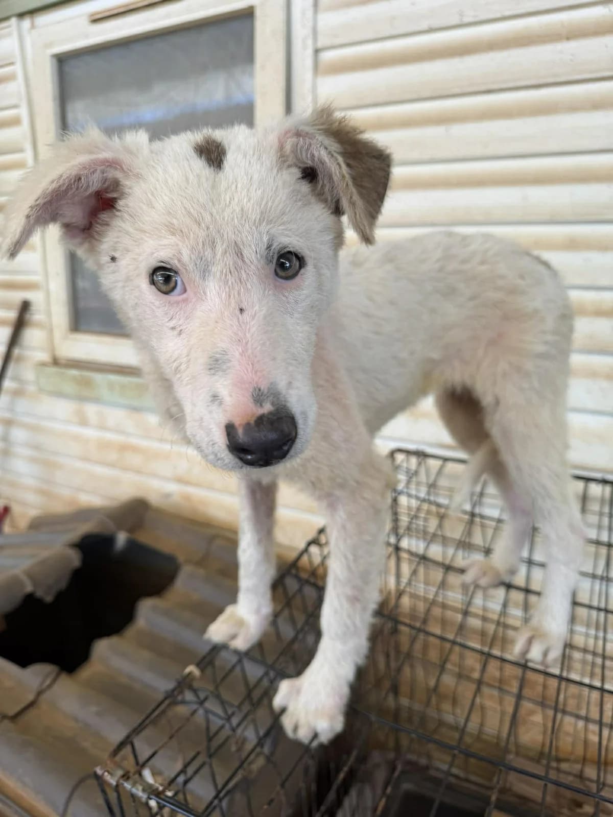 Daisy, female puppy Mixed Breed for adoption at DASH Deutschland Tierschutz e.V., Germany