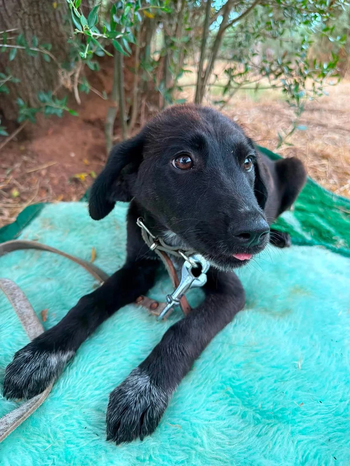 Storm (reserviert), female puppy Mixed Breed for adoption at DASH Deutschland Tierschutz e.V., Germany