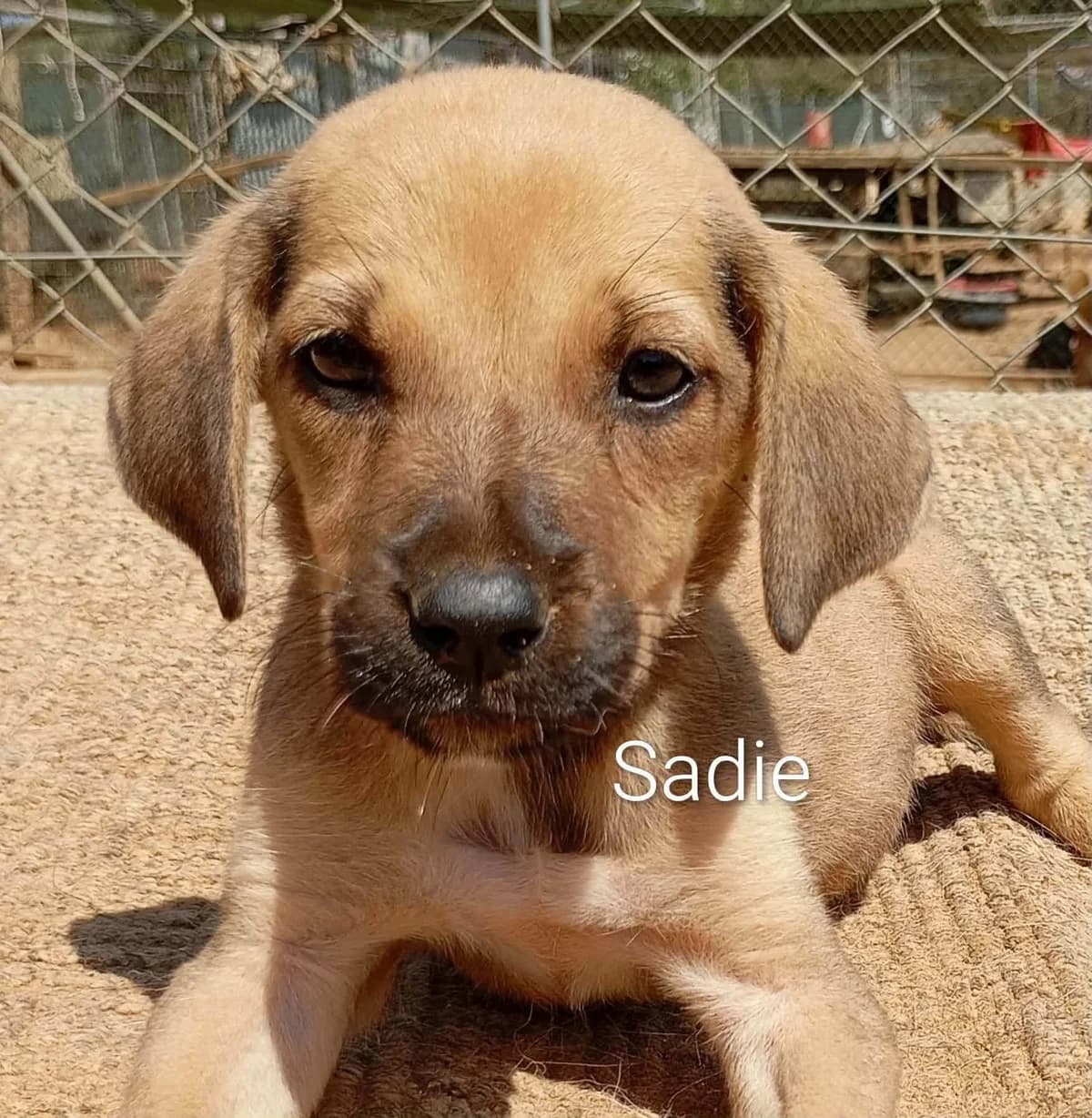 Skylar –, female puppy Mixed Breed for adoption at DASH Deutschland Tierschutz e.V., Germany