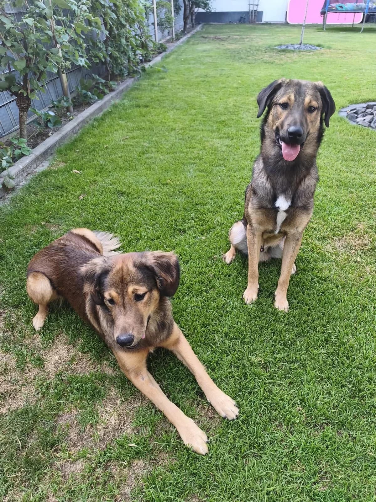Kai &, male puppy Mixed Breed for adoption at DASH Deutschland Tierschutz e.V., Germany