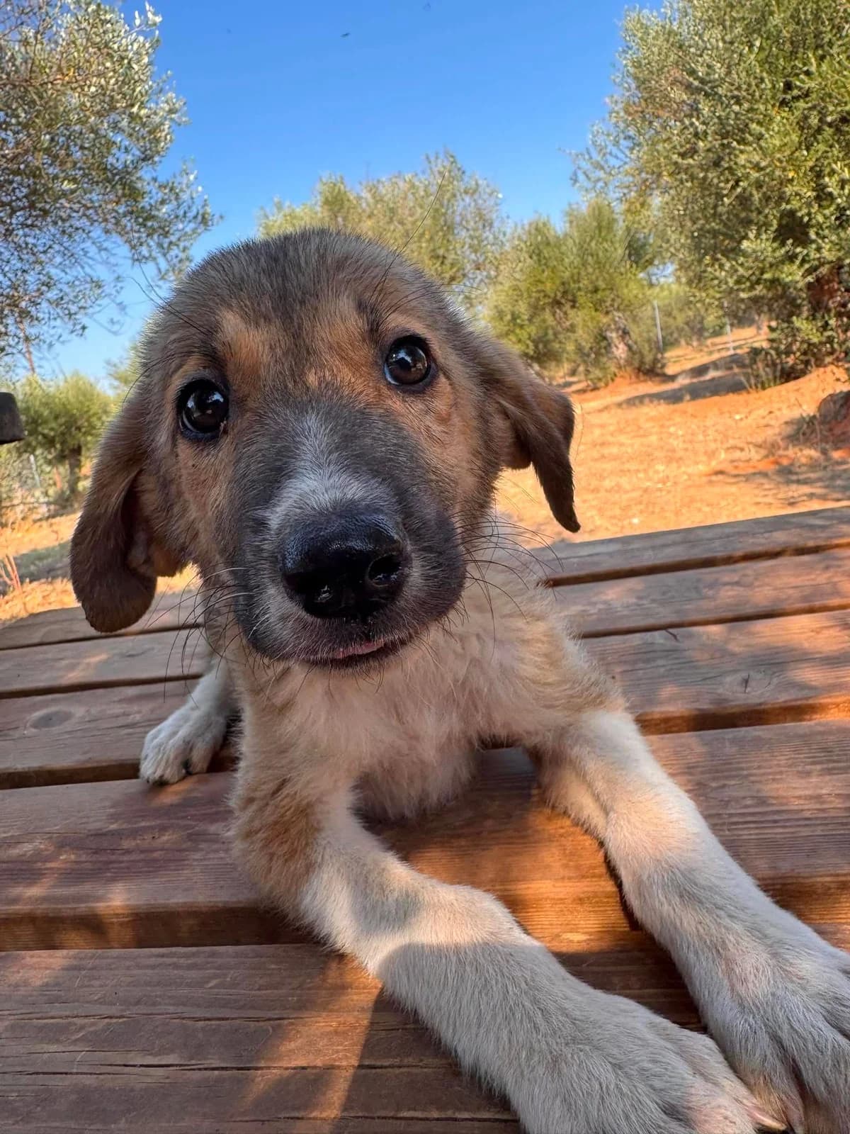 Troy, male puppy Mixed Breed for adoption at DASH Deutschland Tierschutz e.V., Germany