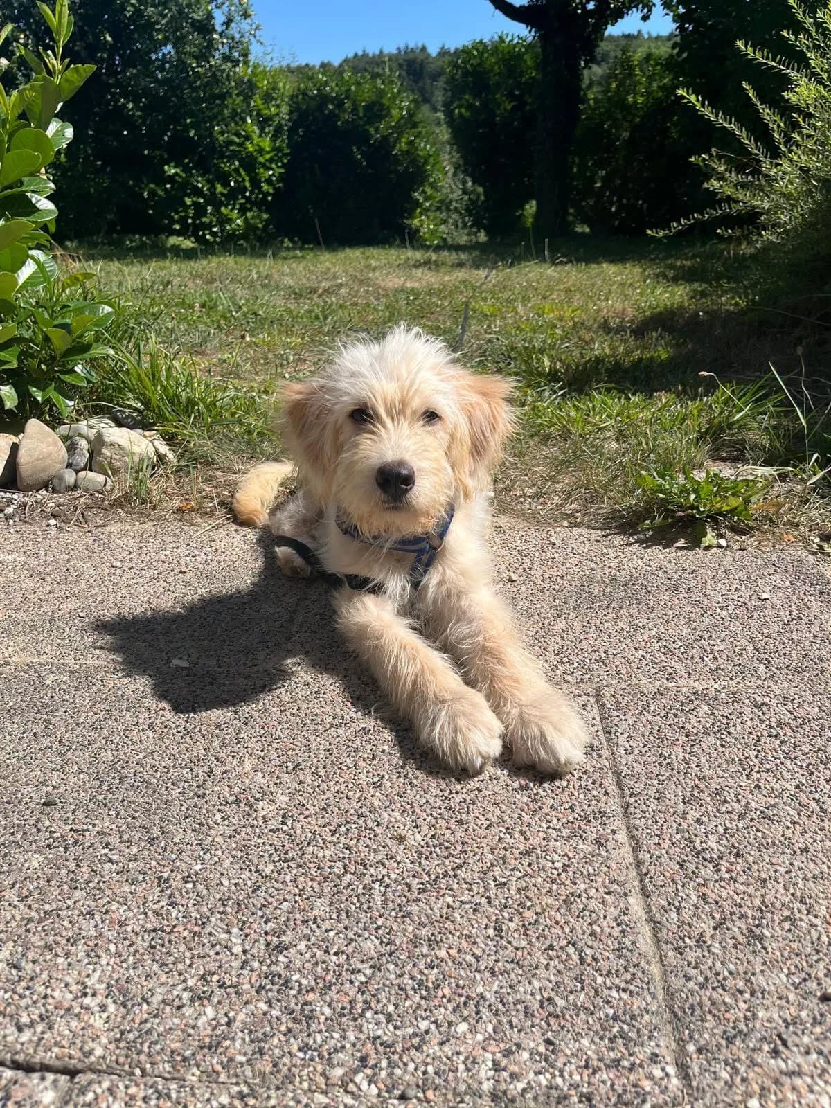 Fluffy –, male puppy Mixed Breed for adoption at DASH Deutschland Tierschutz e.V., Germany