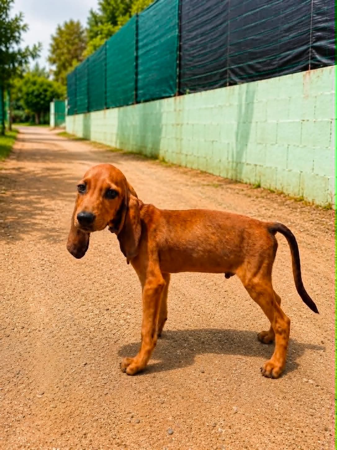 Sir William (reserviert), male puppy Mixed Breed for adoption at DASH Deutschland Tierschutz e.V., Germany