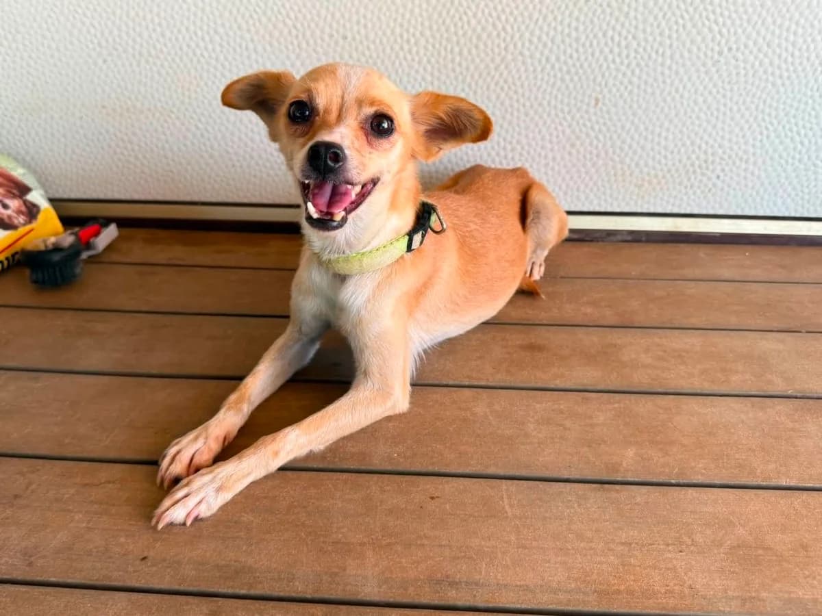 Fay (reserviert), female Mixed Breed for adoption at DASH Deutschland Tierschutz e.V., Germany