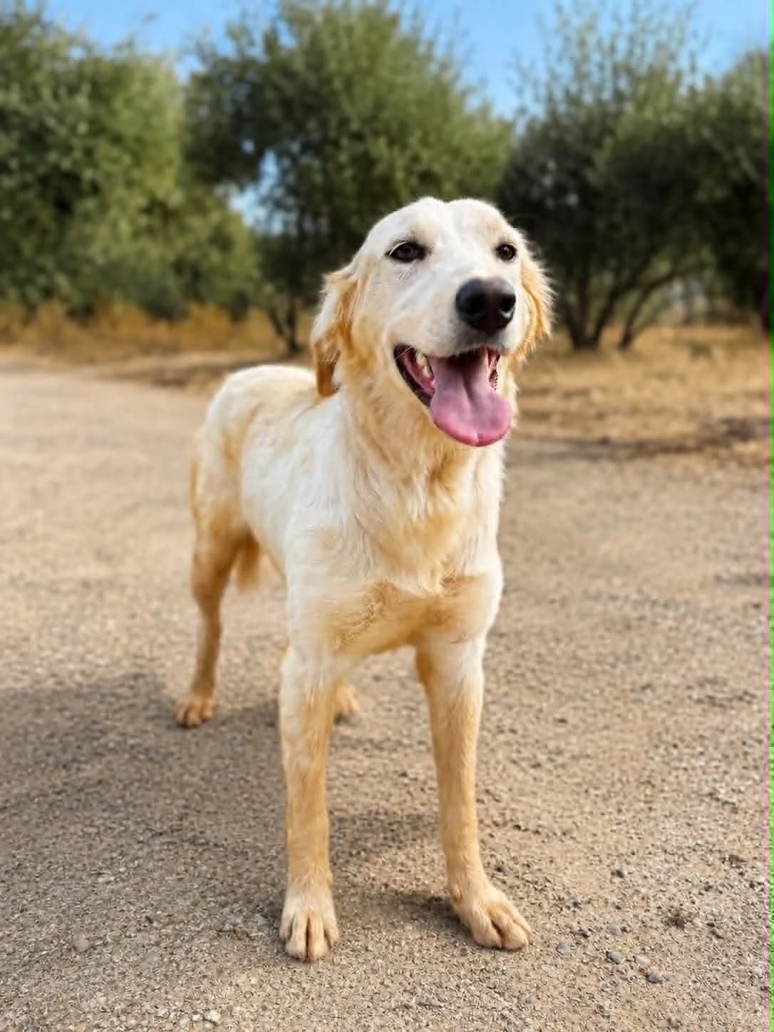 Kianna, female Mixed Breed for adoption at DASH Deutschland Tierschutz e.V., Germany
