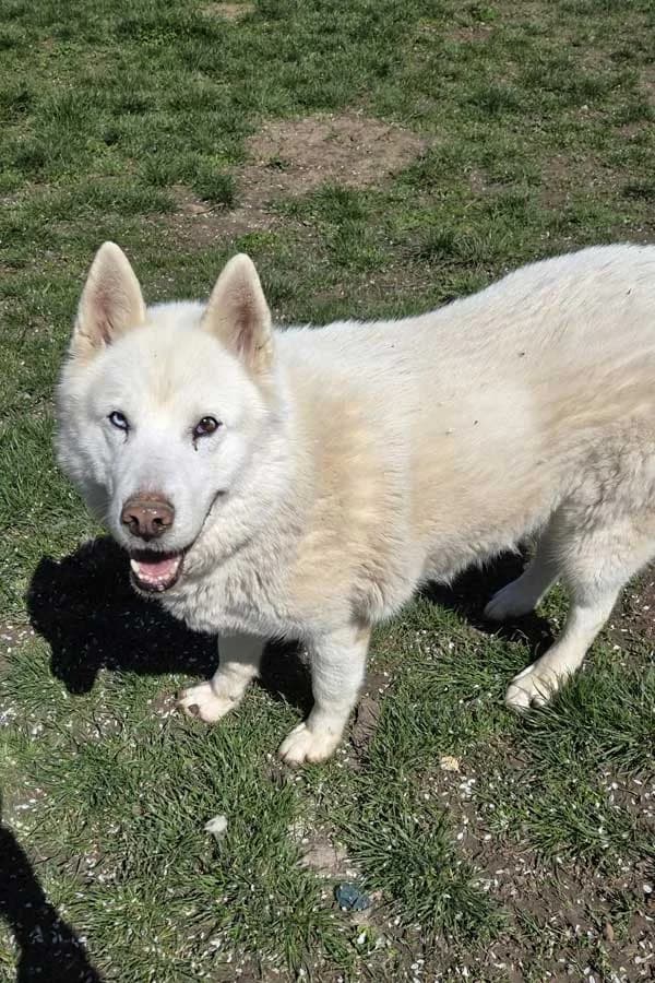 Bella, female senior Mixed Breed for adoption at DB Tierhilfe, Homberg/Ohm
