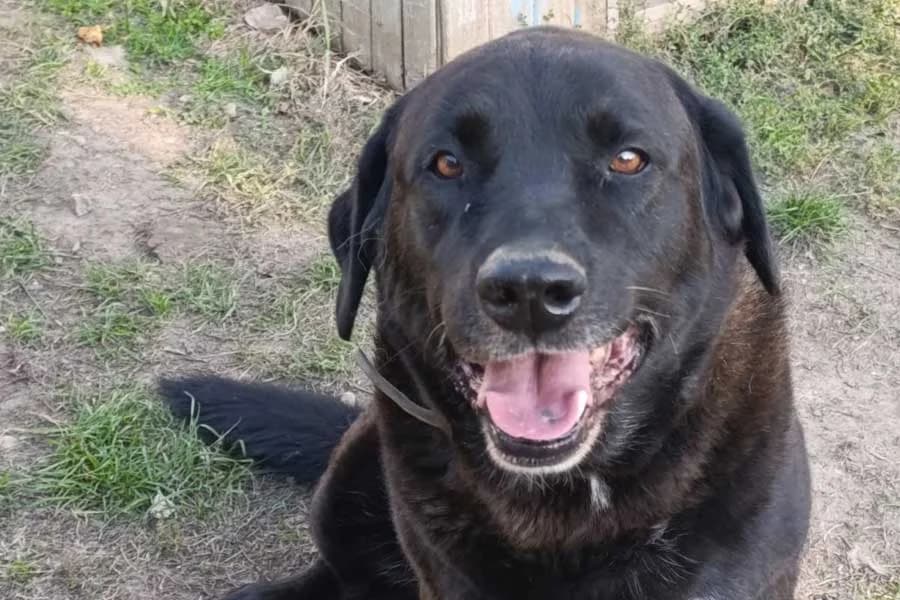 Brick, senior Mixed Breed for adoption at DB Tierhilfe, Homberg/Ohm