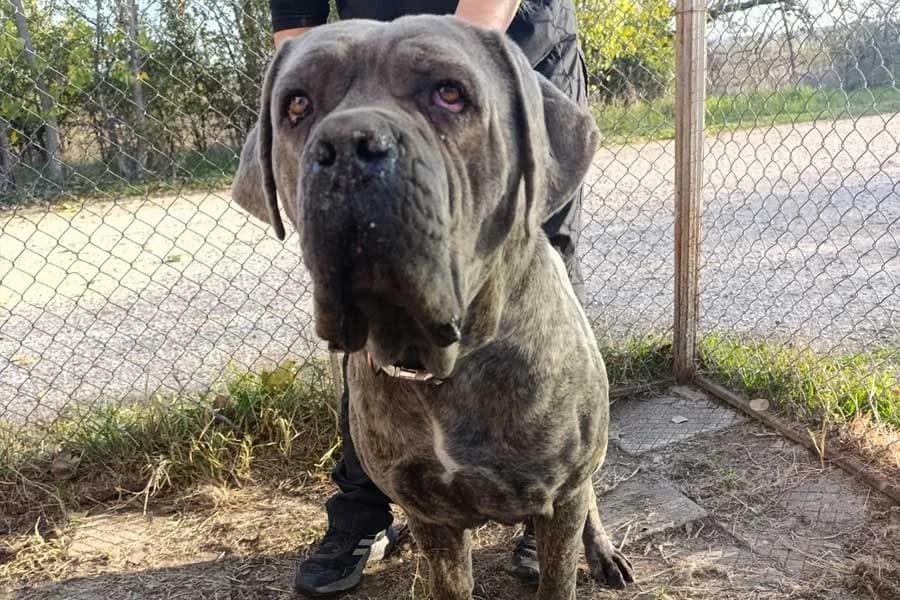Buck, 6yo Mixed Breed for adoption at DB Tierhilfe, Homberg/Ohm