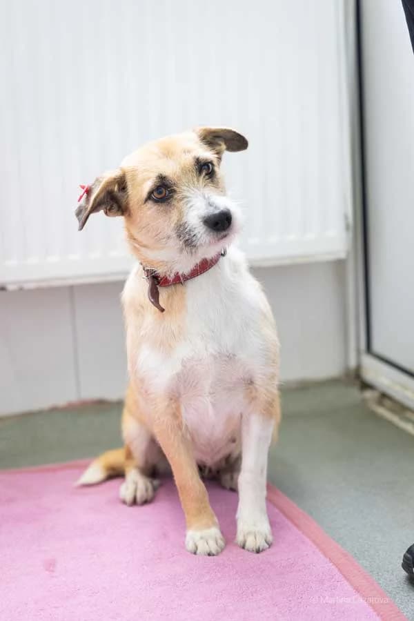 Jessie, female young Mixed Breed for adoption at DB Tierhilfe, Homberg/Ohm