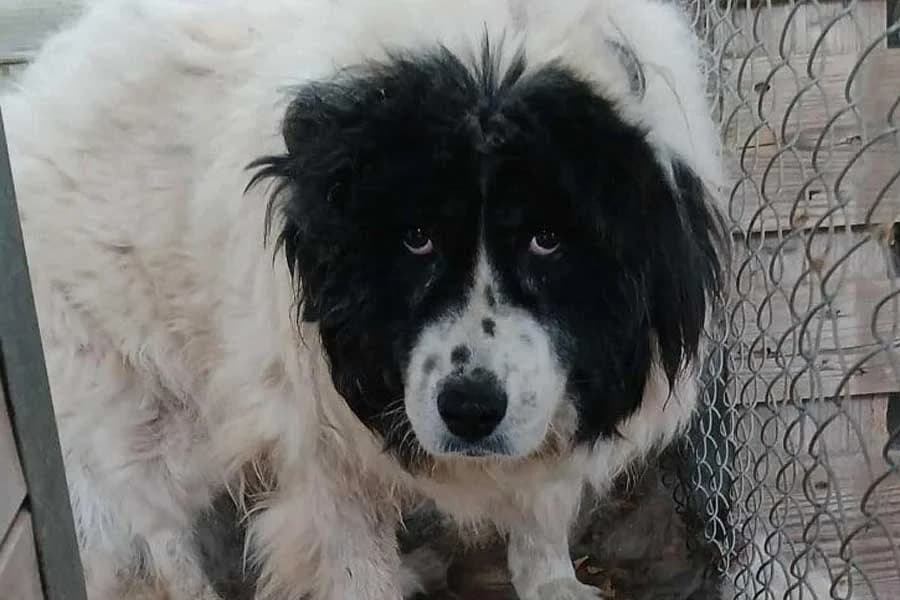 Kami, female senior Mixed Breed for adoption at DB Tierhilfe, Homberg/Ohm