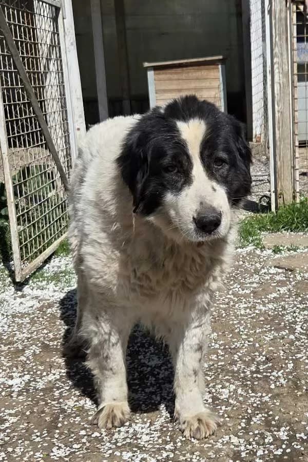 Kiki, senior Mixed Breed for adoption at DB Tierhilfe, Homberg/Ohm