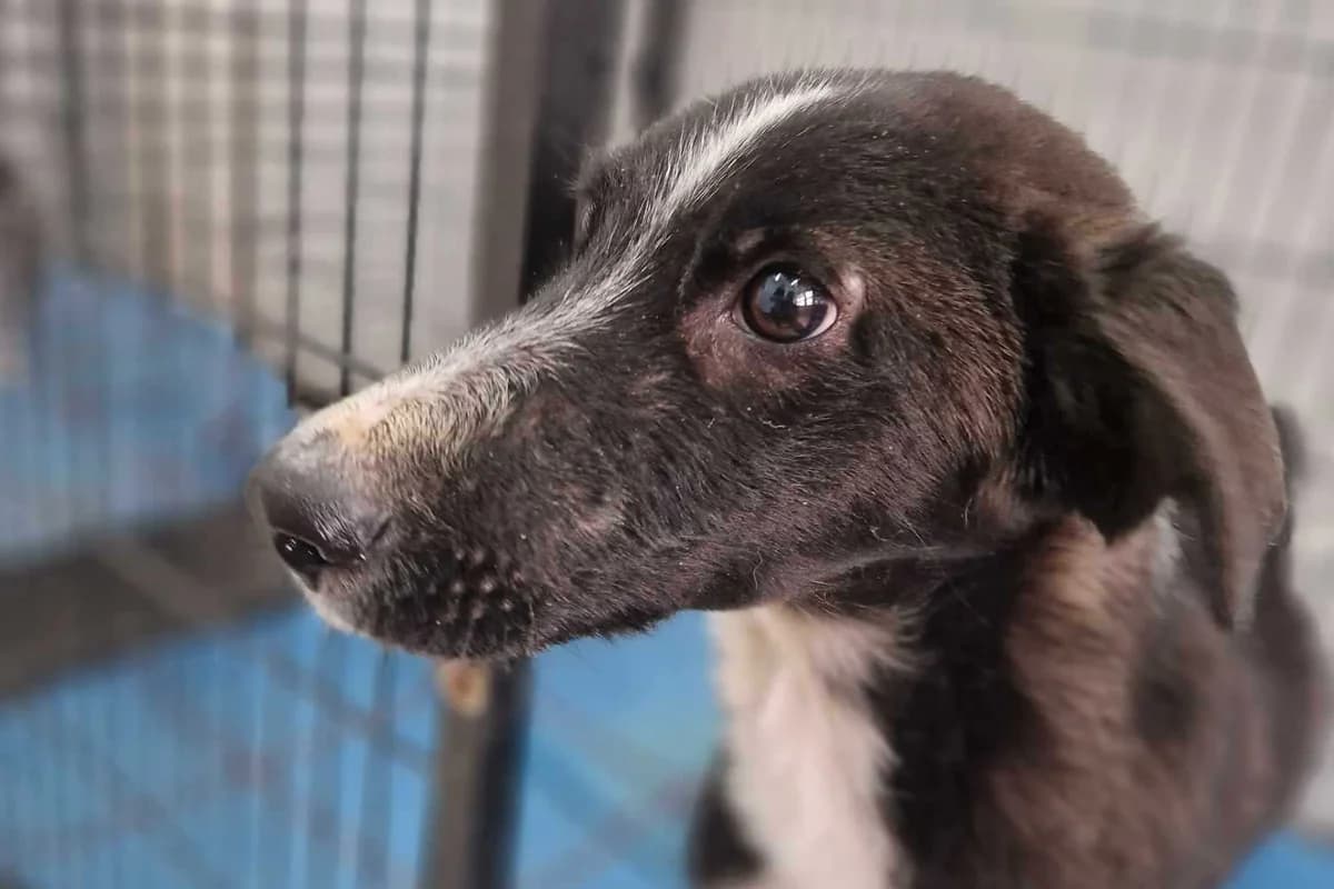 Pino, male Mixed Breed for adoption at DB Tierhilfe, Homberg/Ohm
