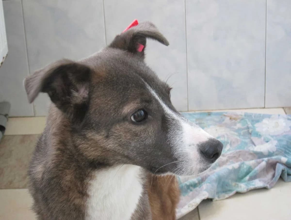Reni, schwarz female 7yo Mixed Breed for adoption at DB Tierhilfe, Homberg/Ohm