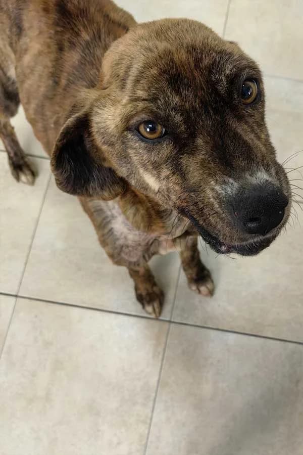 Sunny, female Mixed Breed for adoption at DB Tierhilfe, Homberg/Ohm