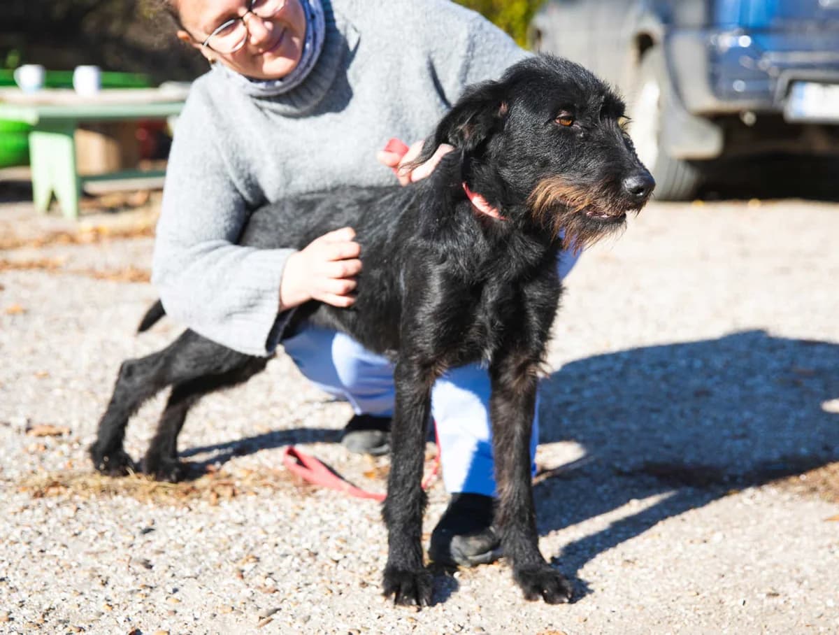 Wendy, schwarz female 5yo Mixed Breed for adoption at DB Tierhilfe, Homberg/Ohm