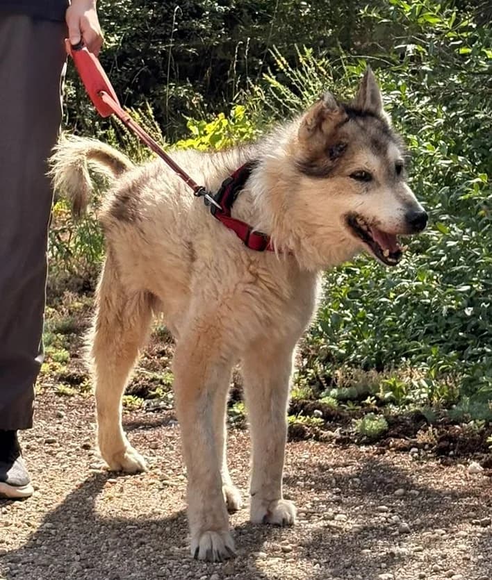 Wulfi, beige male Mixed Breed for adoption at DB Tierhilfe, Homberg/Ohm