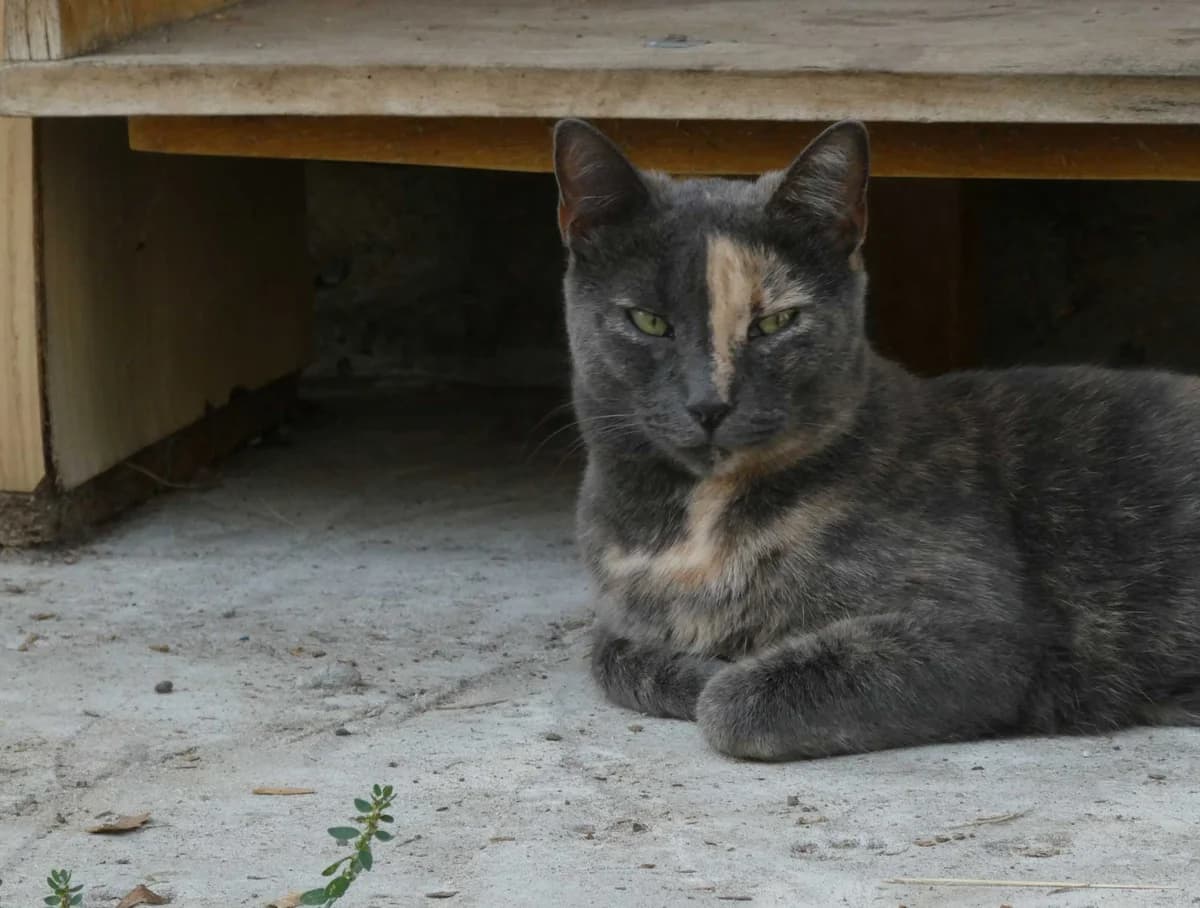 Seedy, grau female senior Mixed Breed for adoption at DB Tierhilfe, Homberg/Ohm