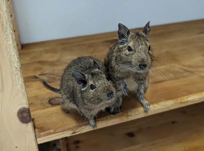 Drei Jungs aus Hamburg, female young Mixed Breed for adoption at Deguhilfe Süd e.V., Obermichelbach