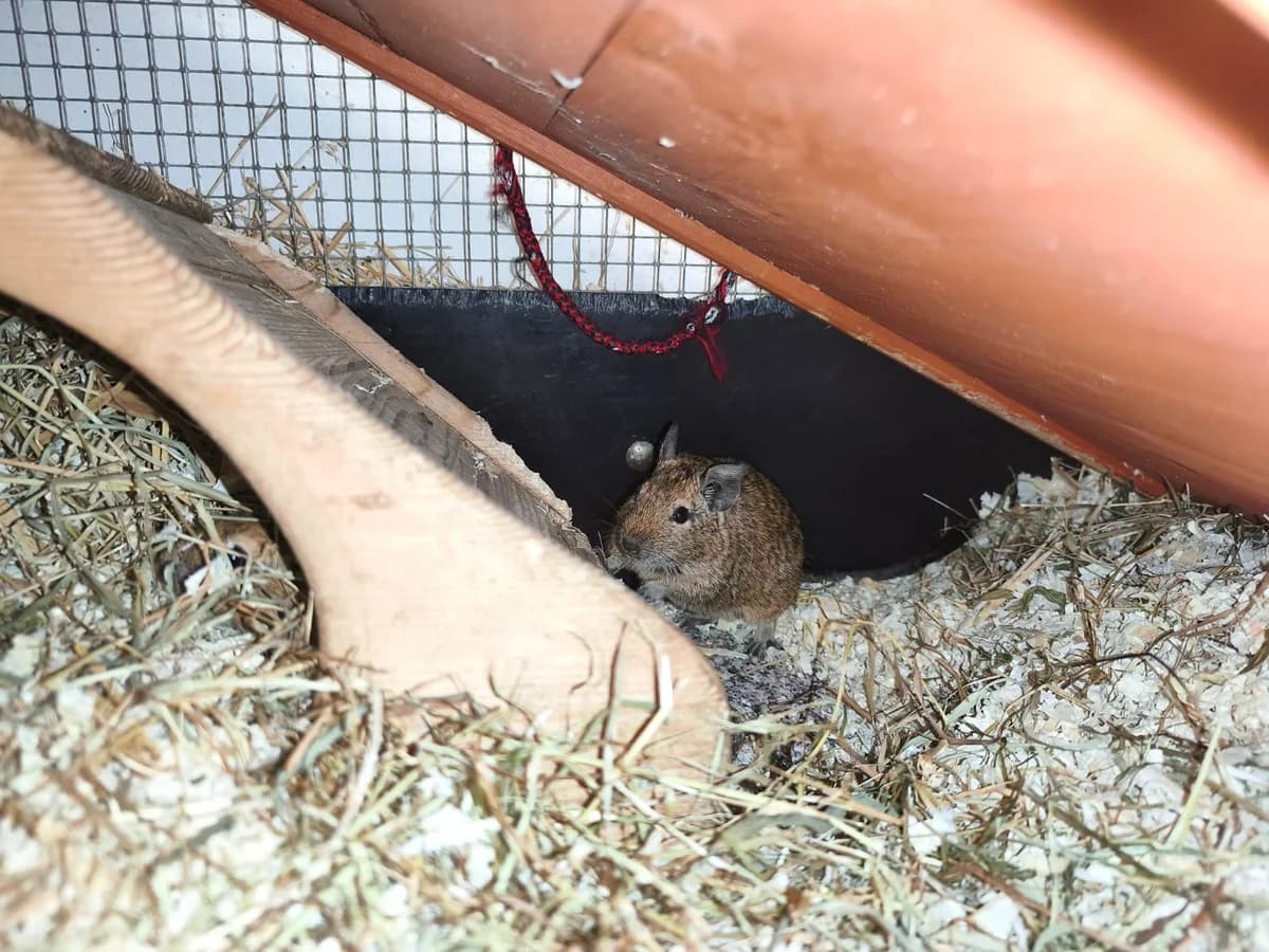5 Jungs vom Lottihof, female young Mixed Breed for adoption at Deguhilfe Süd e.V., Obermichelbach
