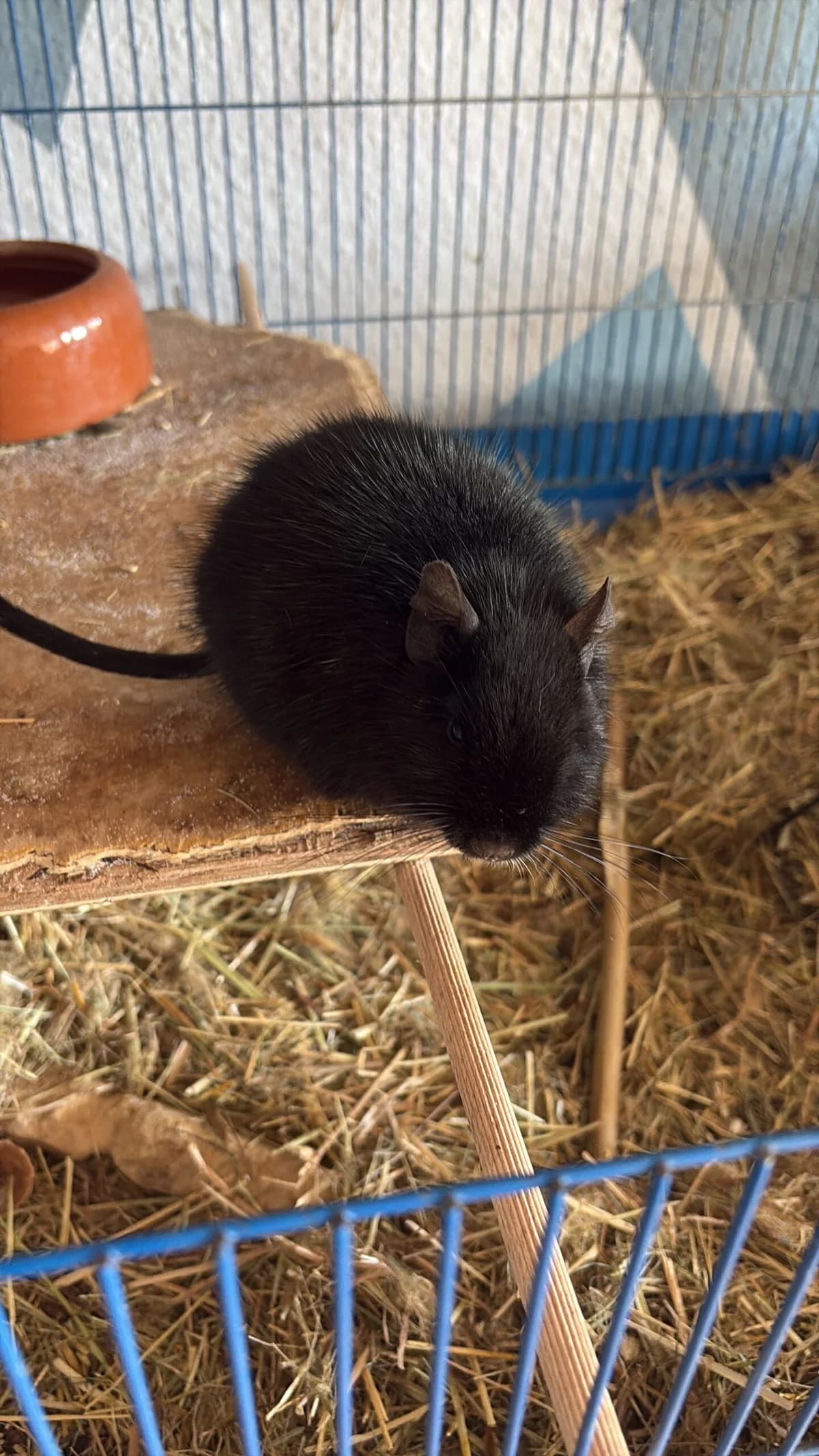 Zwei Brüder aus Karlsruhe, female young Mixed Breed for adoption at Deguhilfe Süd e.V., Obermichelbach