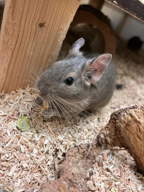 7 fesche Tiroler suchen Für-immer-Bleibe, male young Mixed Breed for adoption at Deguhilfe Süd e.V., Obermichelbach