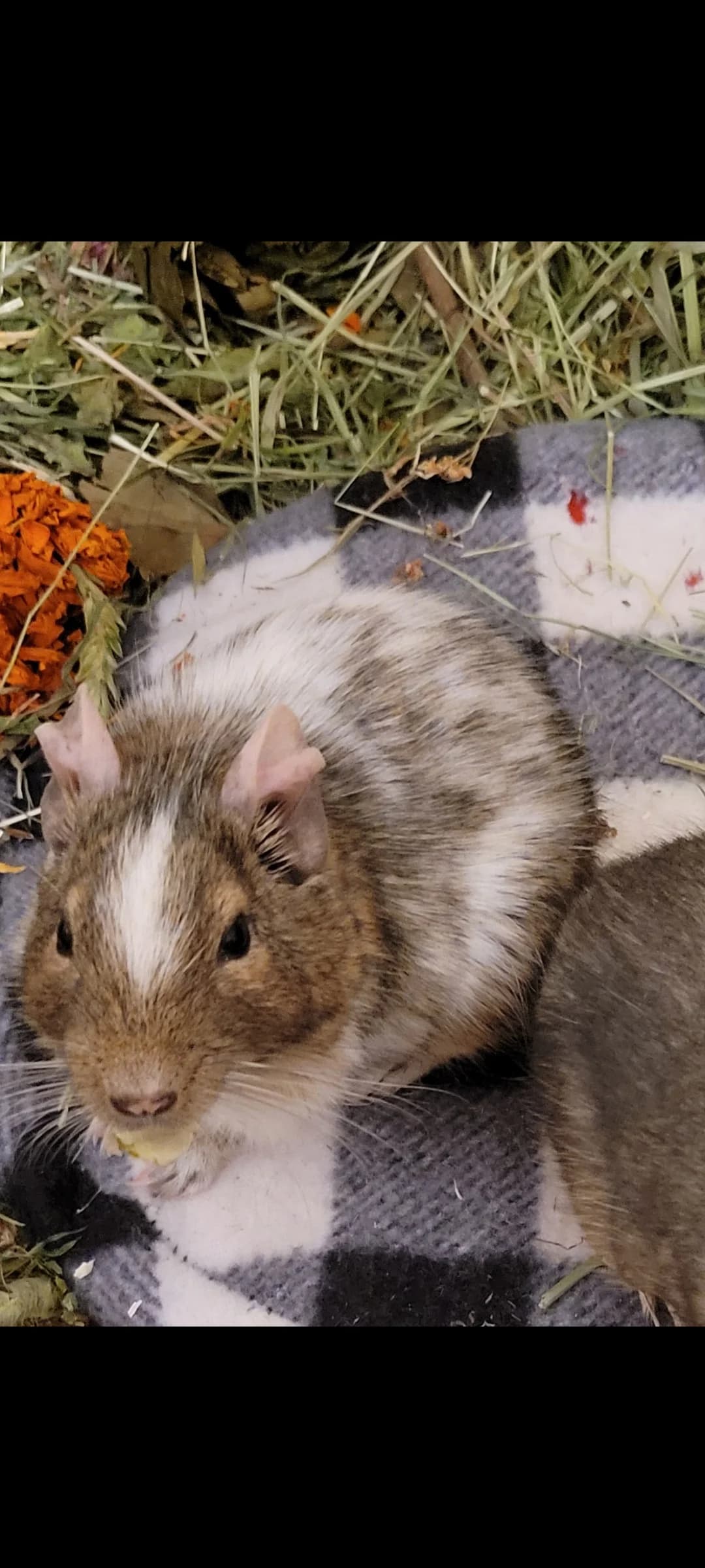 Fünf, male 6yo Mixed Breed for adoption at Deguhilfe Süd e.V., Obermichelbach