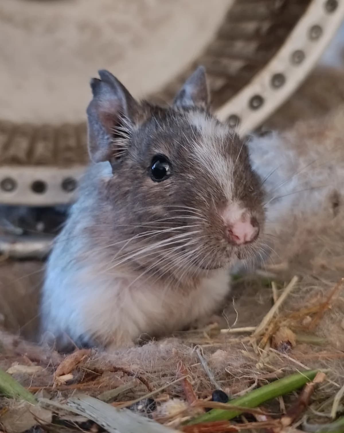 Pearl, female Mixed Breed for adoption at Deguhilfe Süd e.V., Obermichelbach