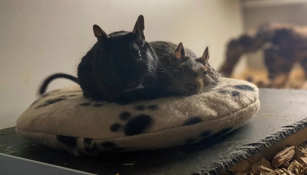 Dean und Luzifer, female young Mixed Breed for adoption at Deguhilfe Süd e.V., Obermichelbach