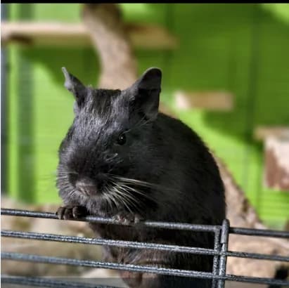 Skizzy, male young Mixed Breed for adoption at Deguhilfe Süd e.V., Obermichelbach