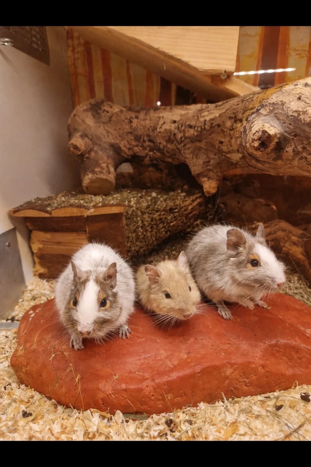 Drei Mädels aus Weinstadt, female 4yo Mixed Breed for adoption at Deguhilfe Süd e.V., Obermichelbach