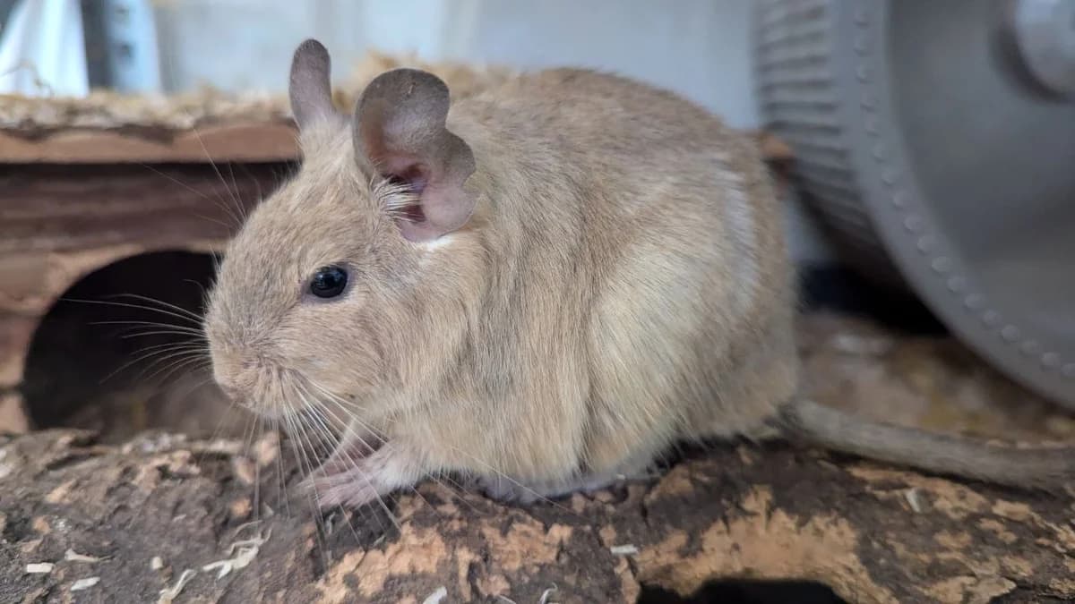 Rhaenyra, female Mixed Breed for adoption at Deguhilfe Süd e.V., Obermichelbach