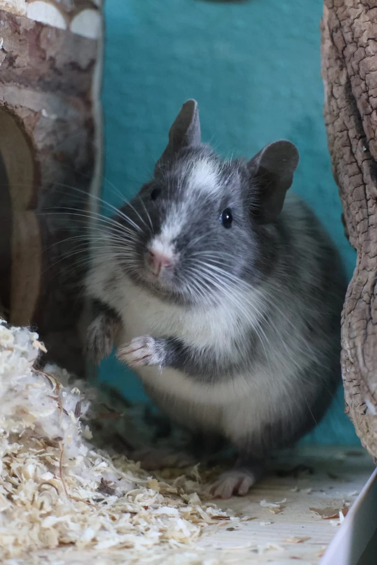 Lee, female young Mixed Breed for adoption at Deguhilfe Süd e.V., Obermichelbach