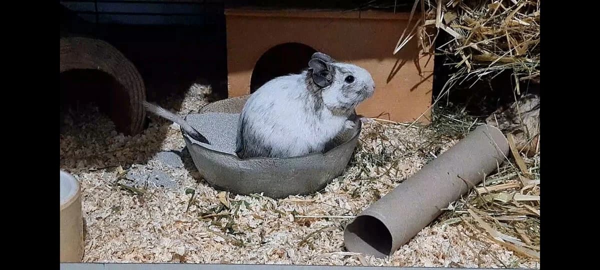 Krümel, male Mixed Breed for adoption at Deguhilfe Süd e.V., Obermichelbach