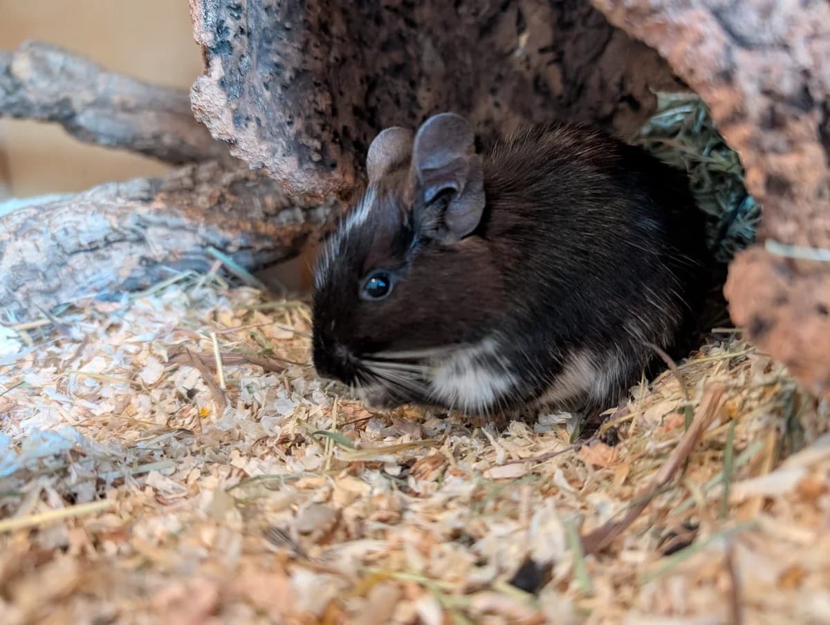 Leto, female Mixed Breed for adoption at Deguhilfe Süd e.V., Obermichelbach
