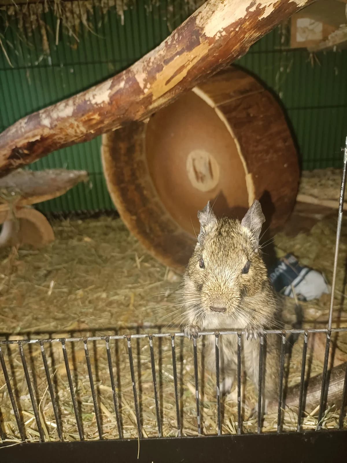 Simba, female senior Mixed Breed for adoption at Deguhilfe Süd e.V., Obermichelbach
