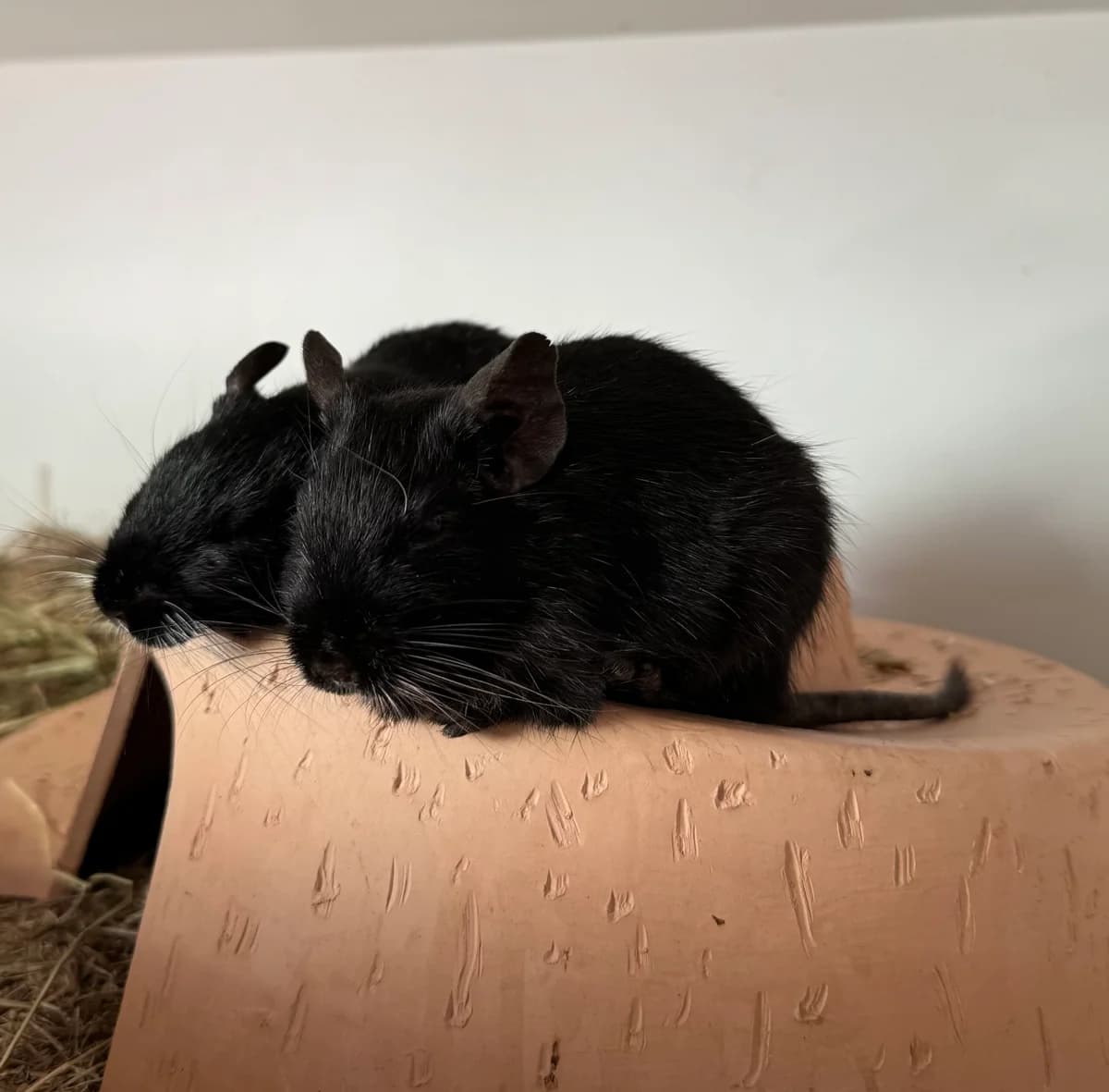 Jerry und Joe, female 6yo Mixed Breed for adoption at Deguhilfe Süd e.V., Obermichelbach