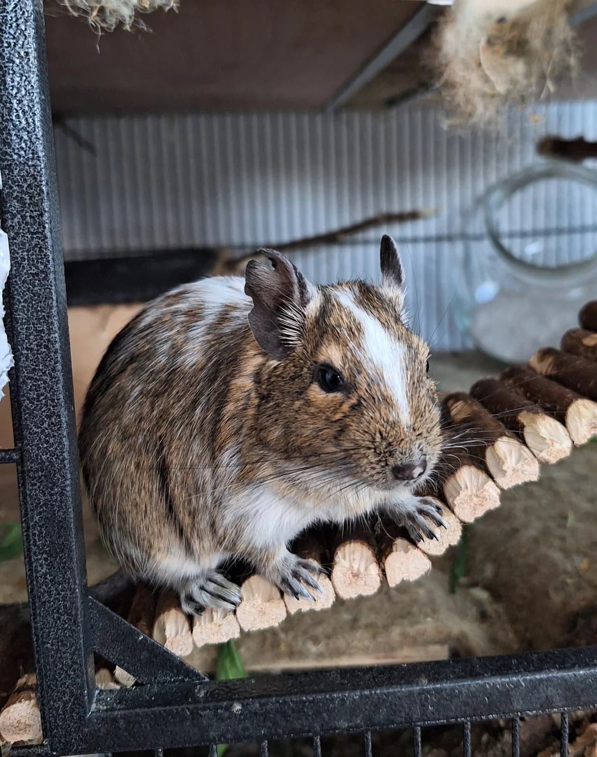 Bounty, female 5yo Mixed Breed for adoption at Deguhilfe Süd e.V., Obermichelbach