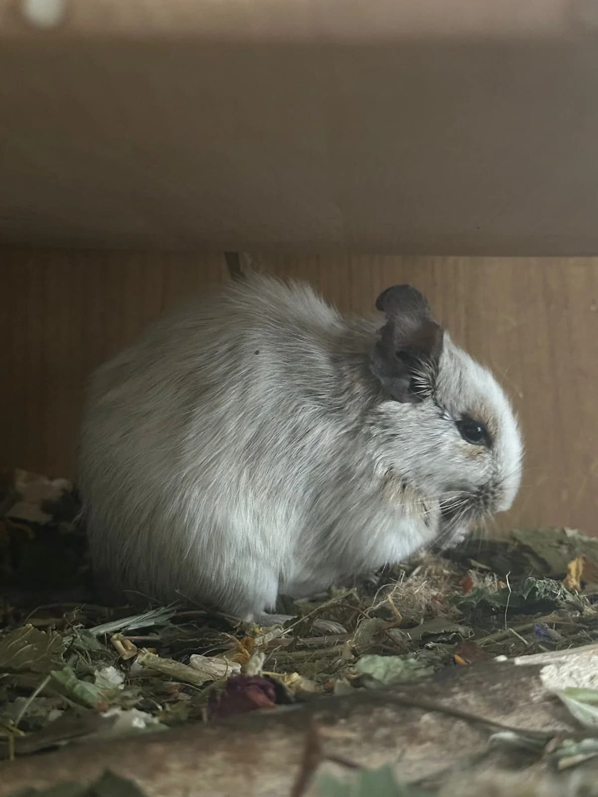 Princess, female 6yo Mixed Breed for adoption at Deguhilfe Süd e.V., Obermichelbach