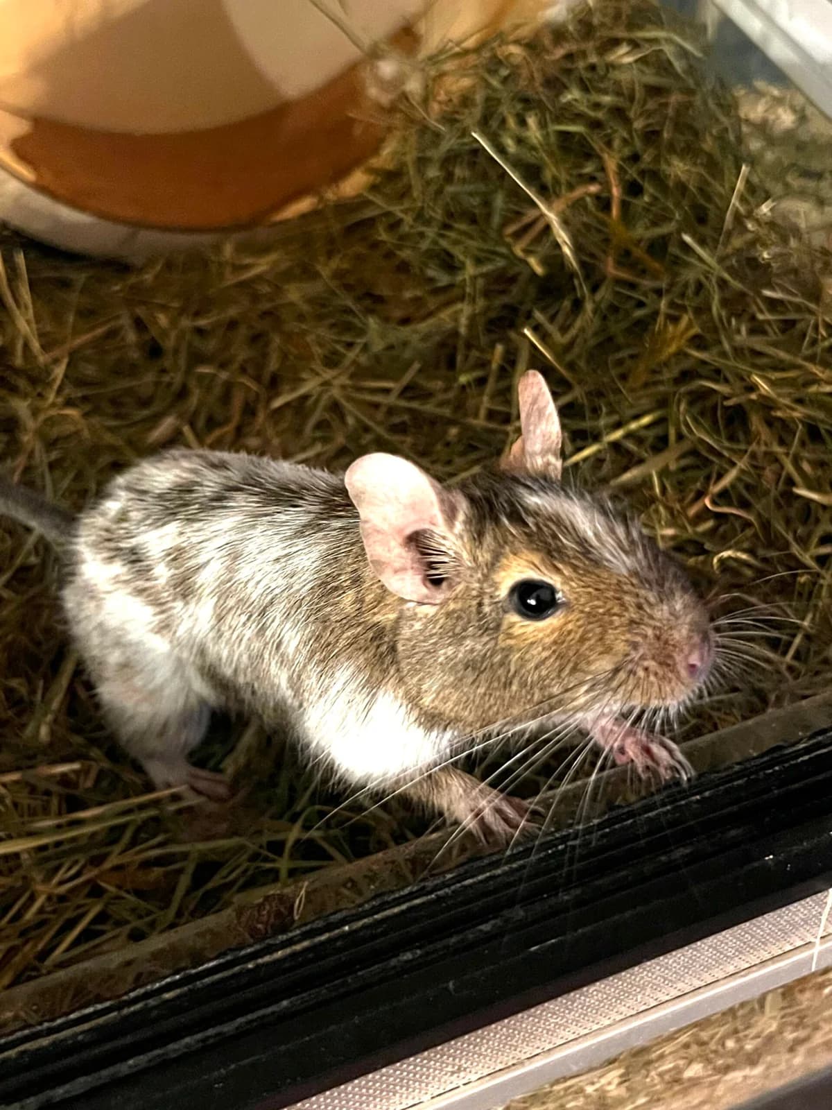 Zucker, female 3yo Mixed Breed for adoption at Deguhilfe Süd e.V., Obermichelbach