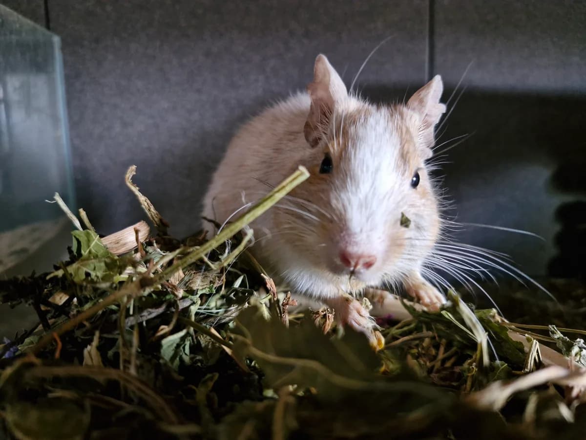 Marshmallow, male 3yo Mixed Breed for adoption at Deguhilfe Süd e.V., Obermichelbach