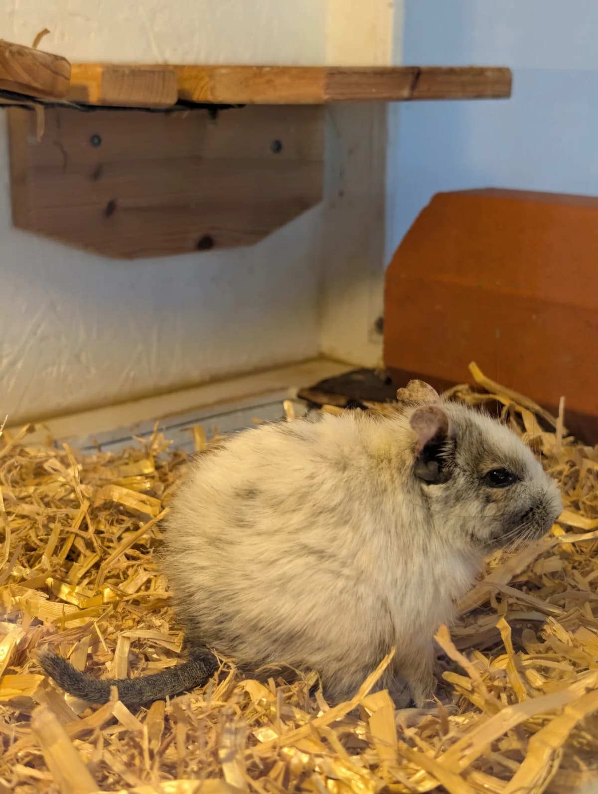 Olaf, male 6yo Mixed Breed for adoption at Deguhilfe Süd e.V., Obermichelbach